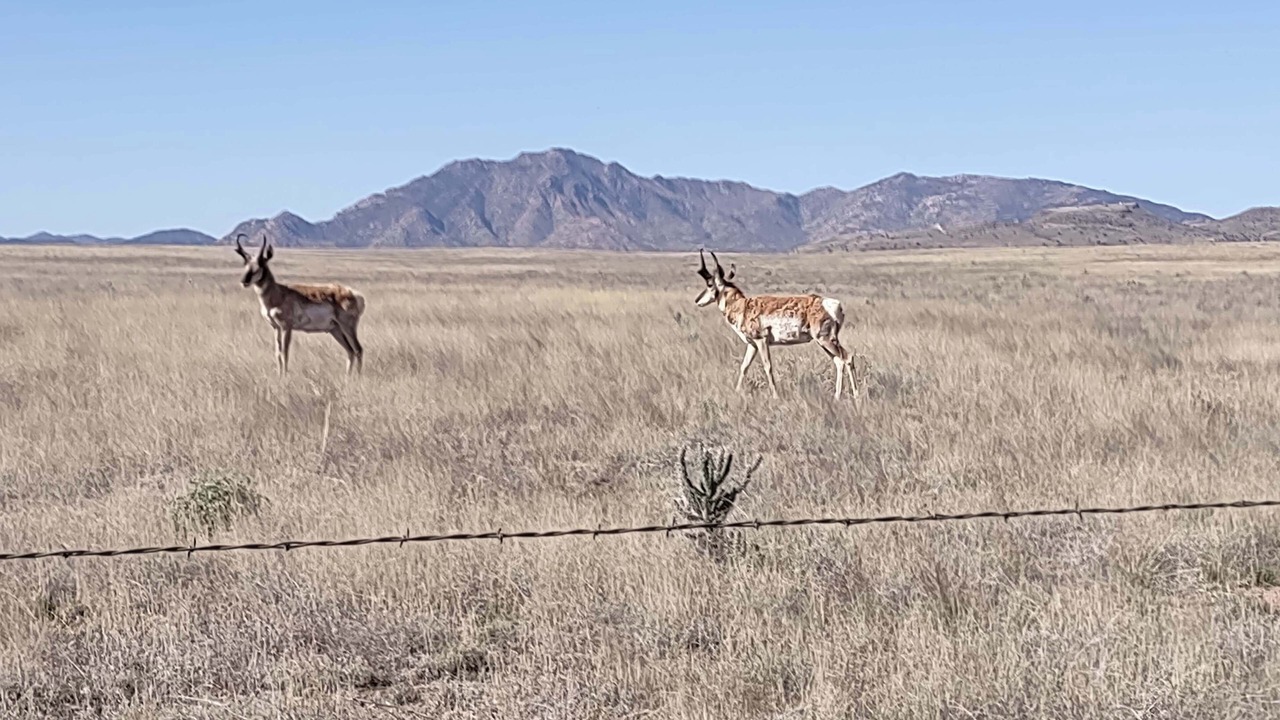 Photo of Others in Chino Valley