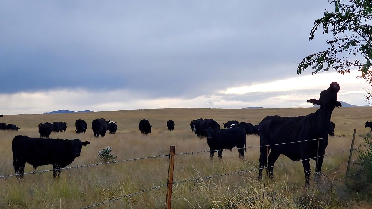 Photo of Others in Chino Valley