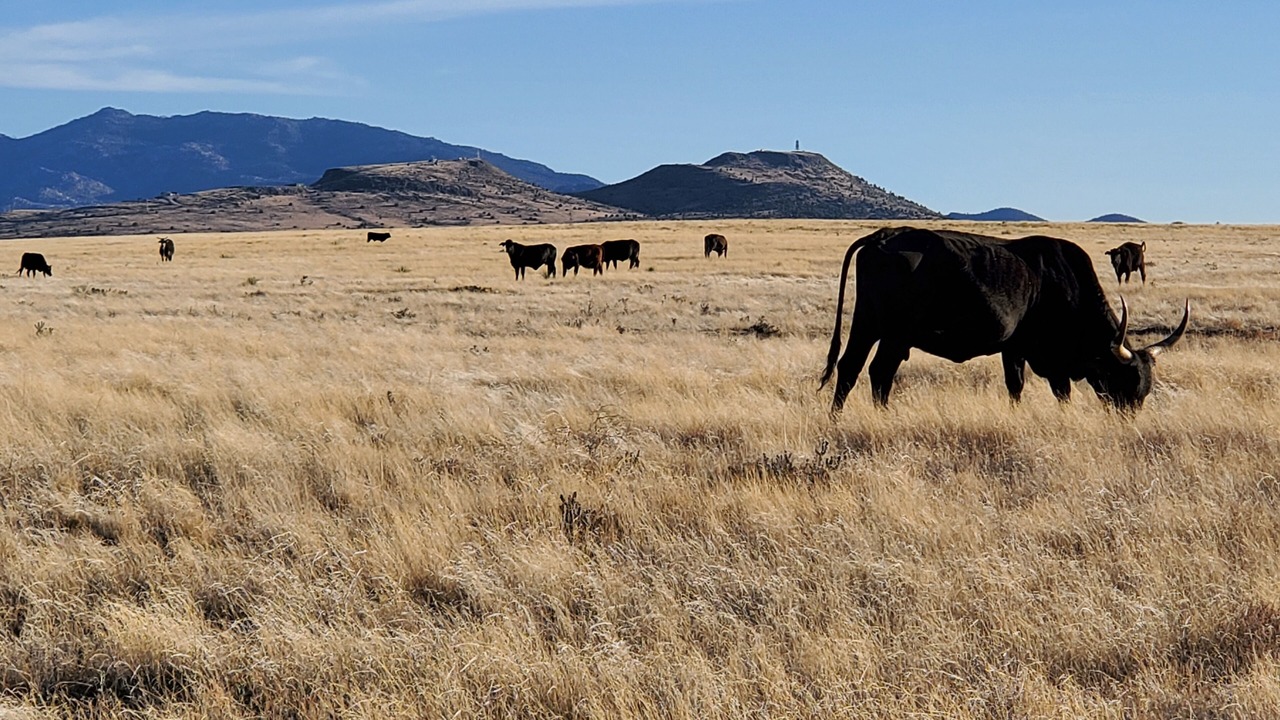 Photo of Others in Chino Valley