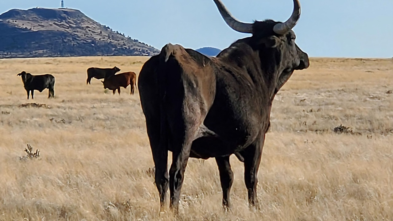 Photo of Others in Chino Valley