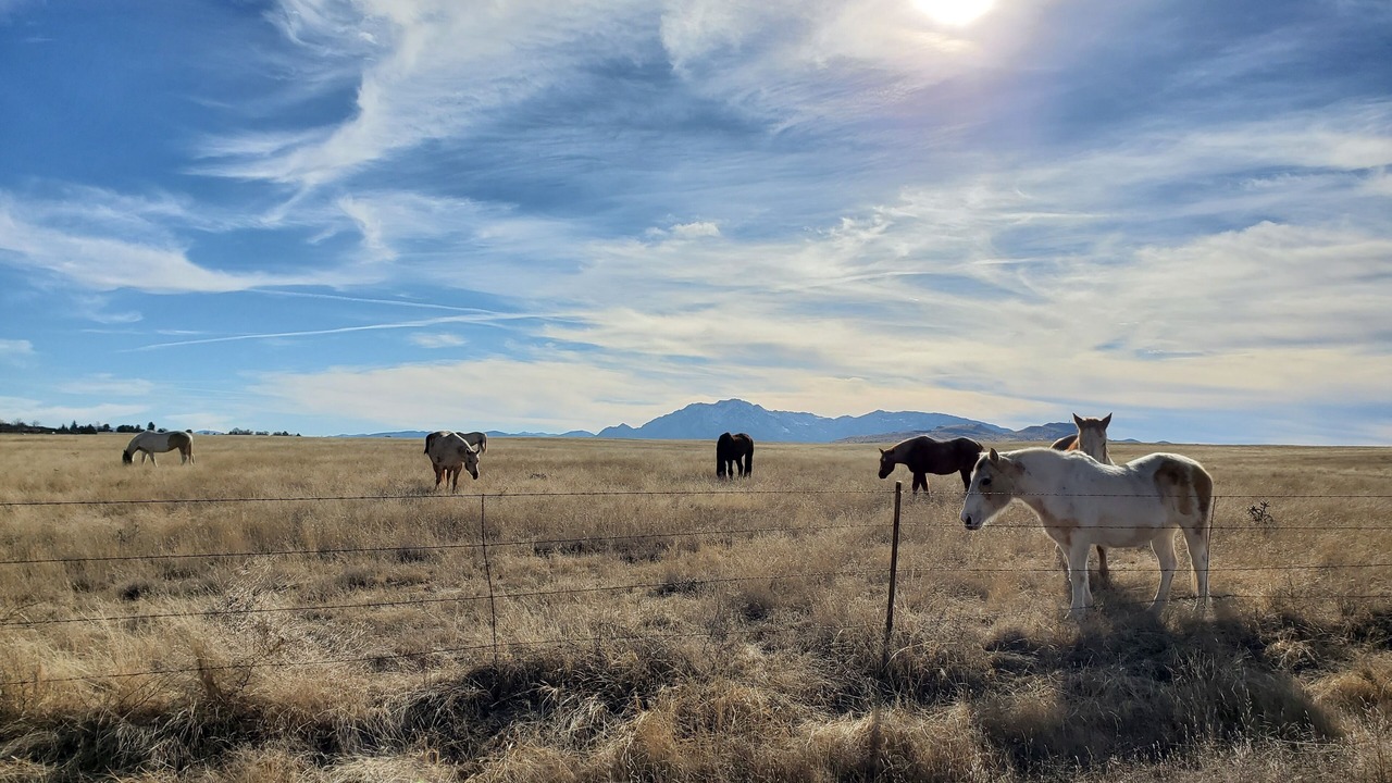 Photo of Others in Chino Valley