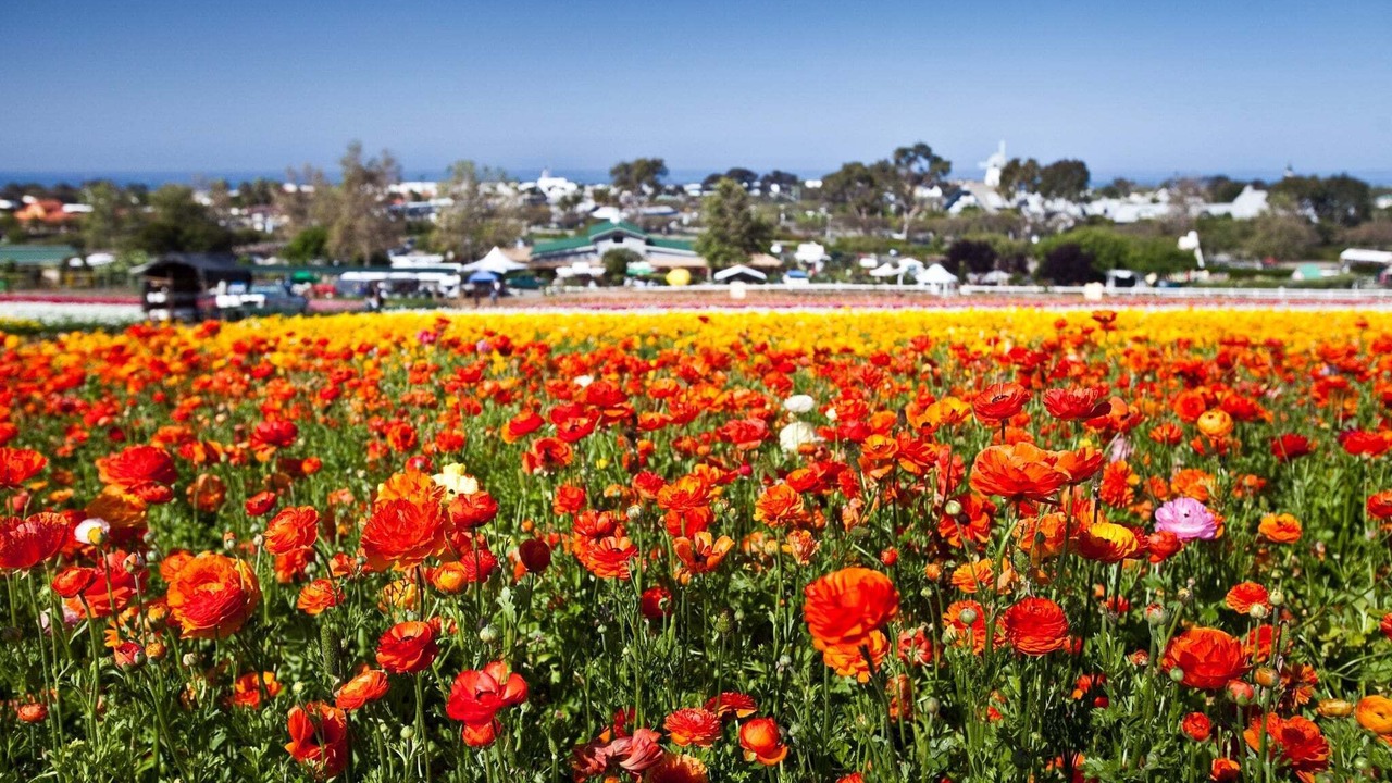 Photo of Others in Carlsbad