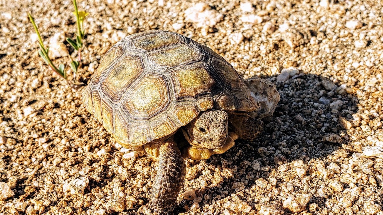 Photo of Others in Yucca Valley