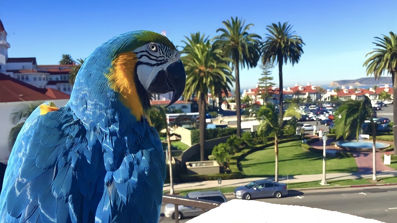 Photo of Others in Coronado