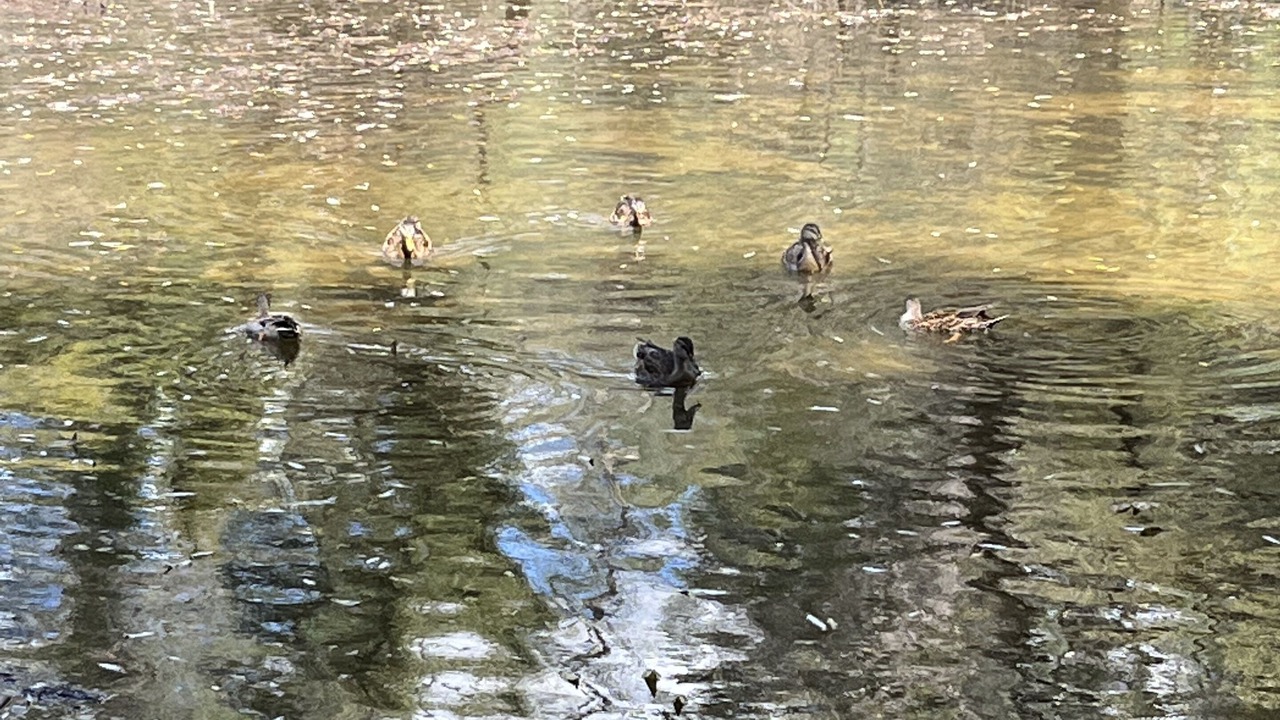 Photo of Others in Oak Knoll Village