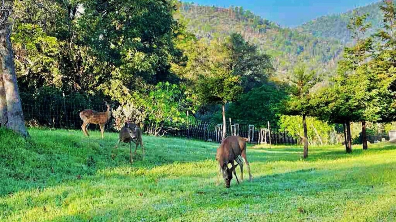 Photo of Others in Coarsegold