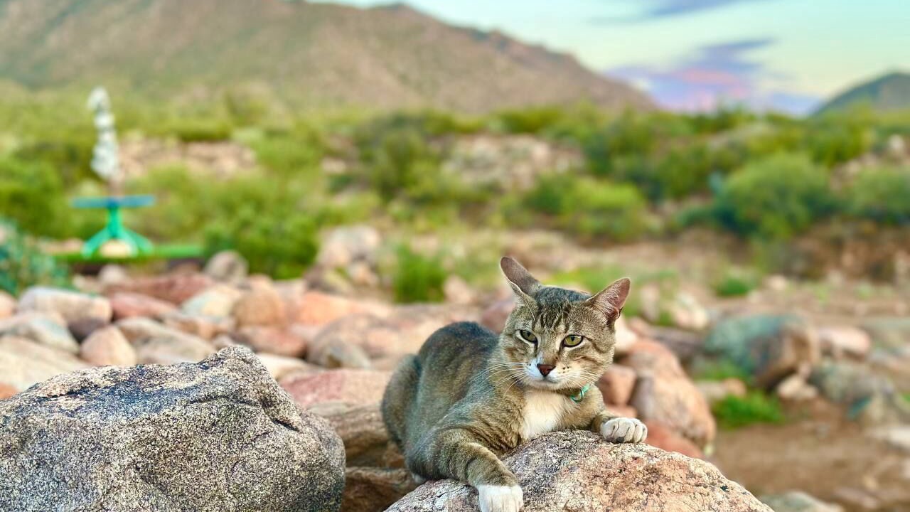Photo of Others in Kingman