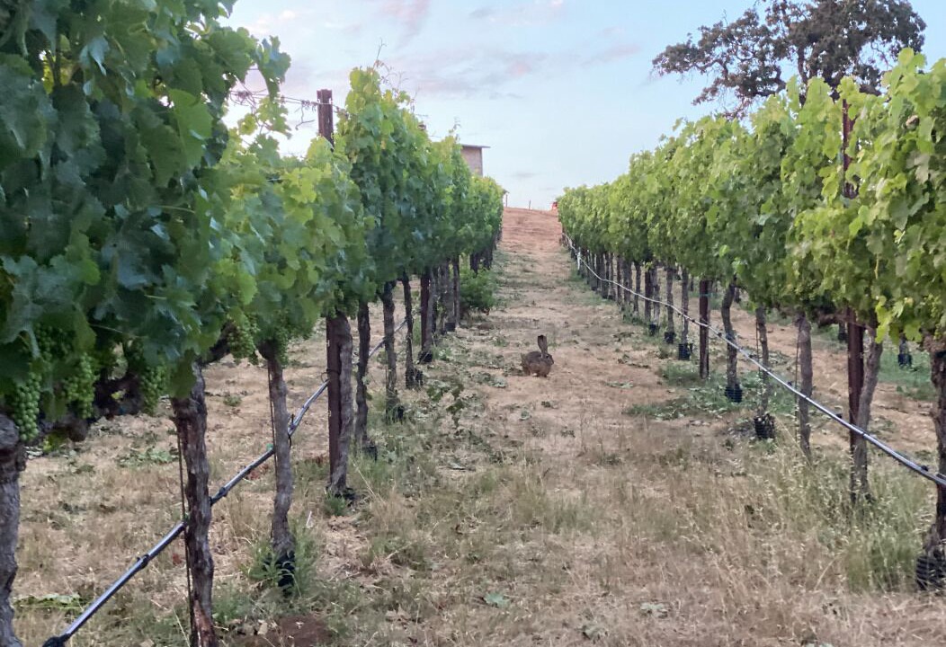 Photo of Outdoor in Napa