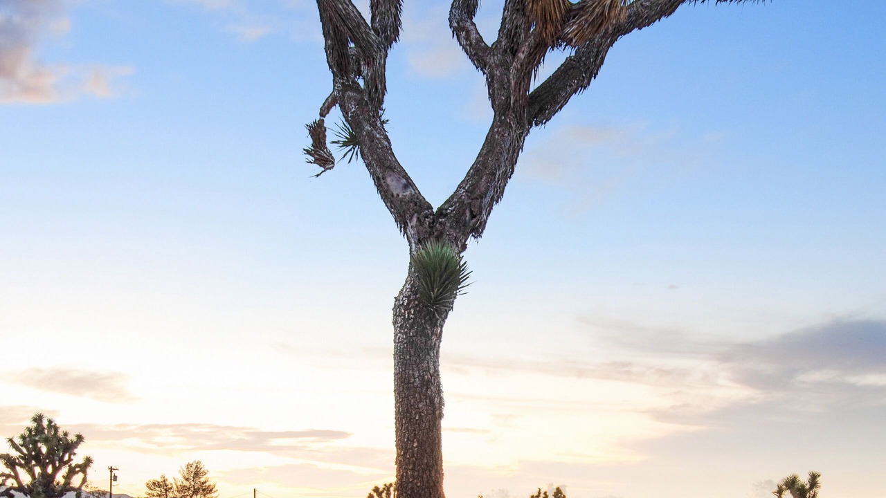 Photo of Others in Yucca Valley