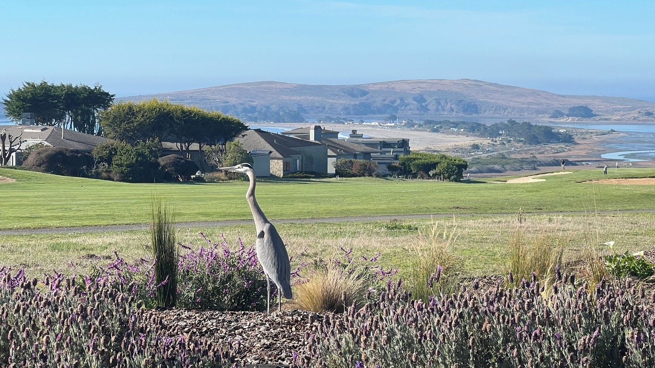 Photo of Others in Bodega Bay