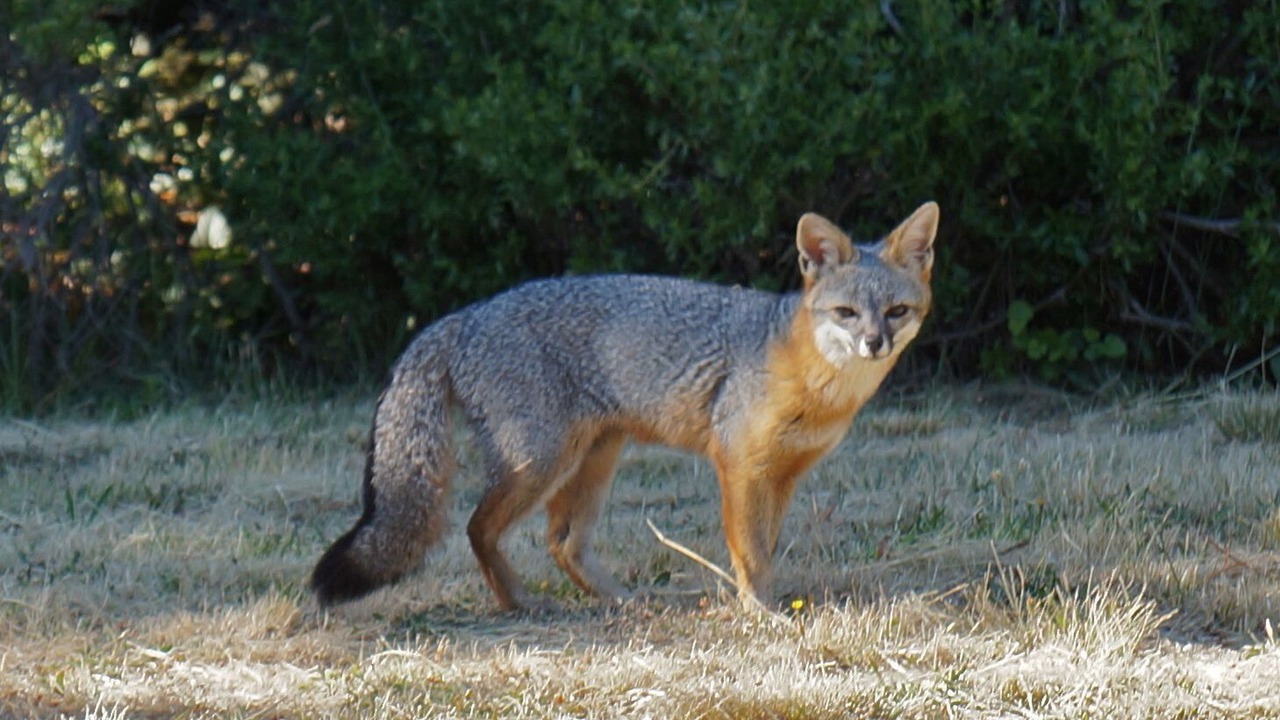Photo of Outdoor in Sea Ranch