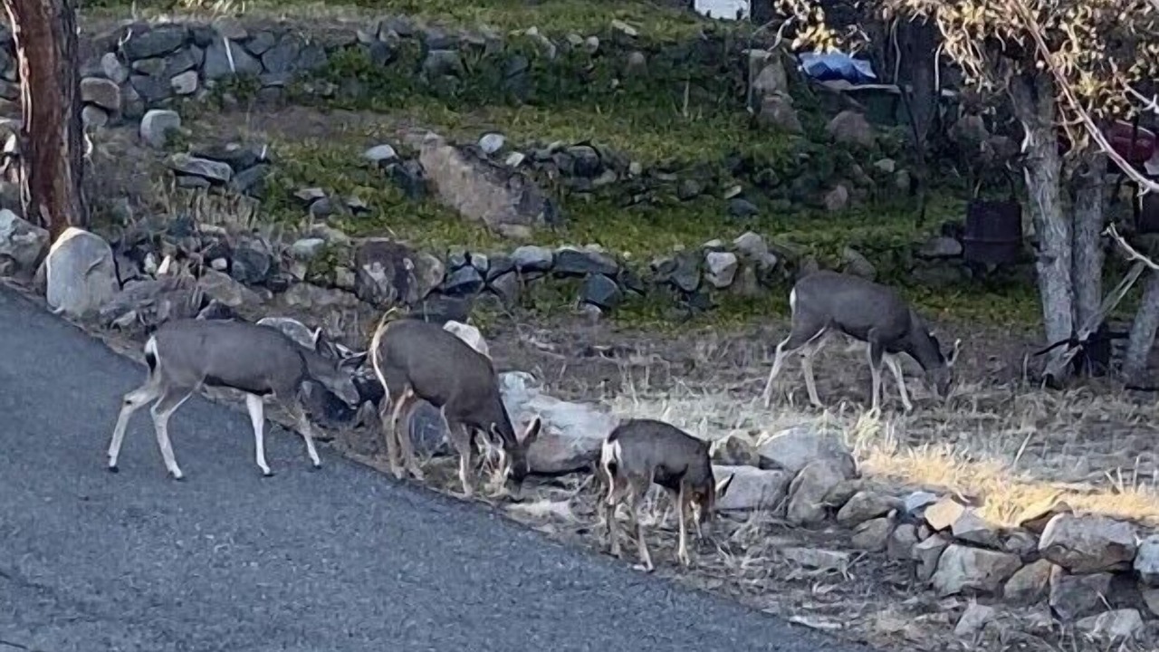 Photo of Outdoor in Prescott