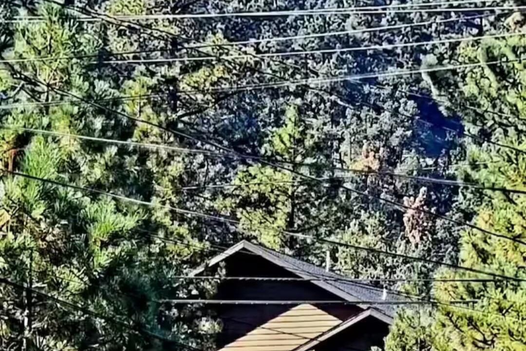Photo of Others in Pine Mountain Club