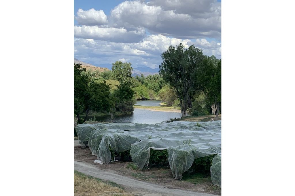 Photo of Outdoor in Raisin