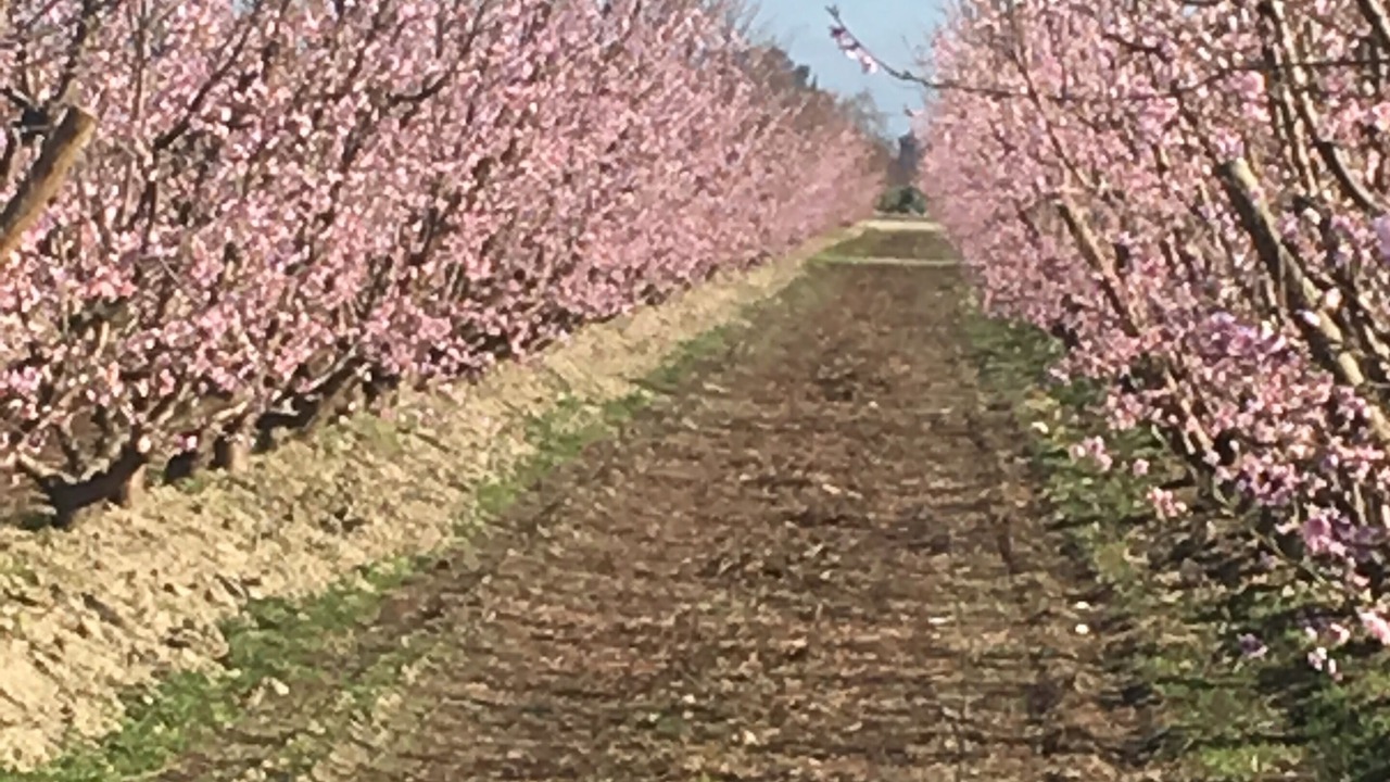 Photo of Outdoor in Raisin