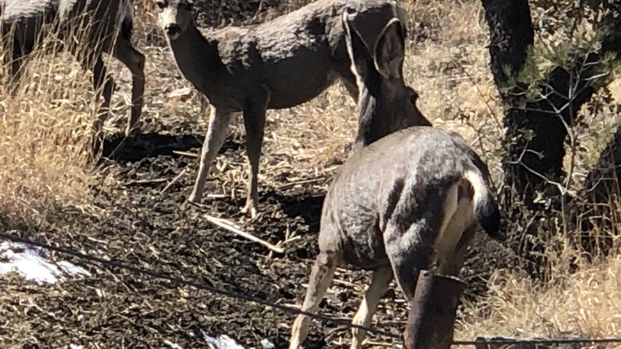 Photo of Outdoor in Prescott