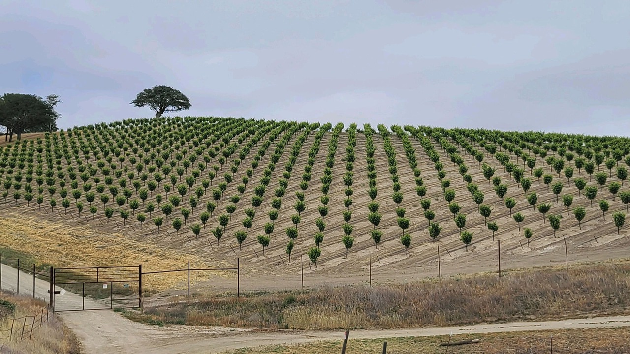 Photo of Others in Paso Robles
