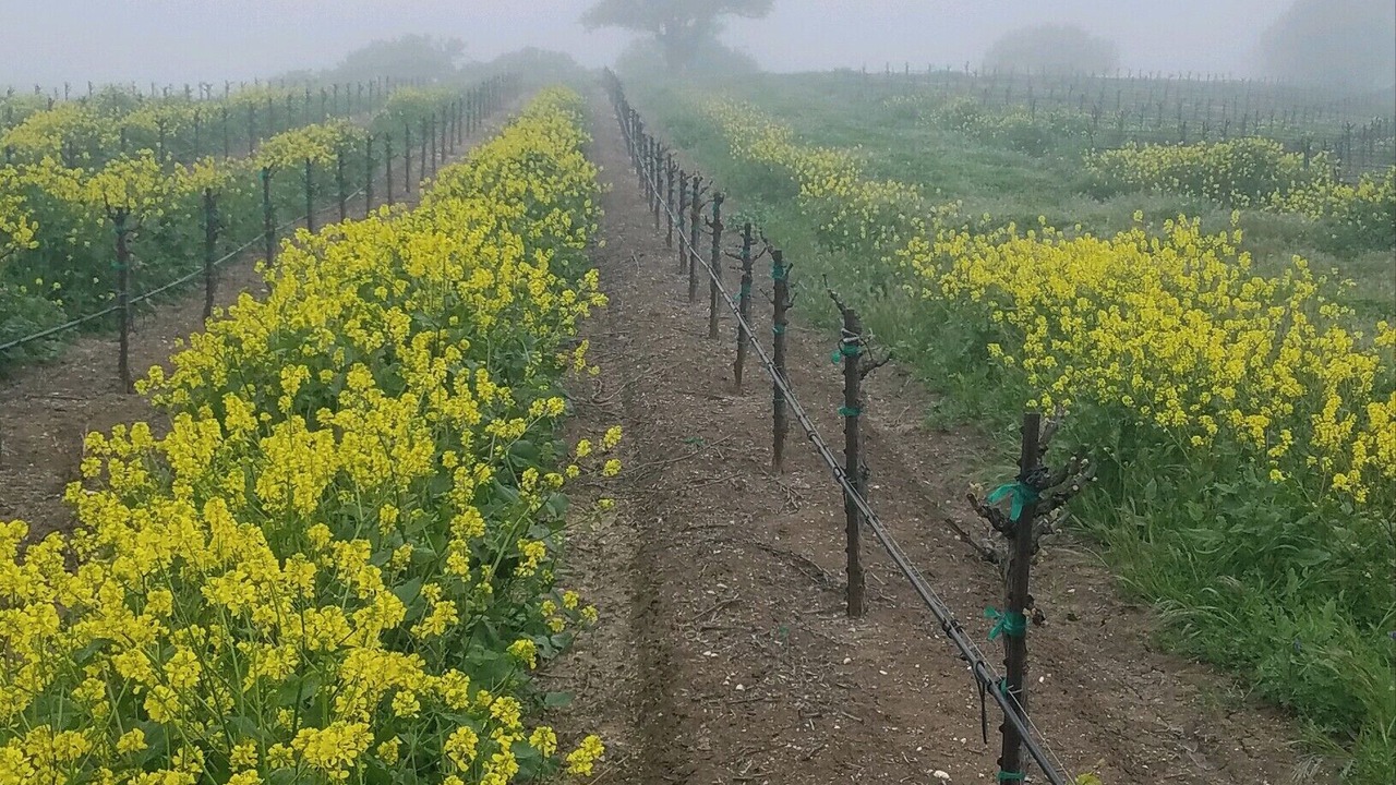 Photo of Others in Paso Robles