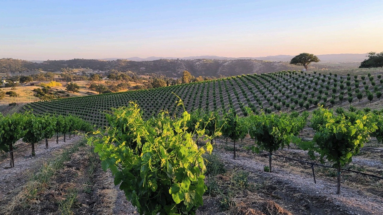 Photo of Others in Paso Robles