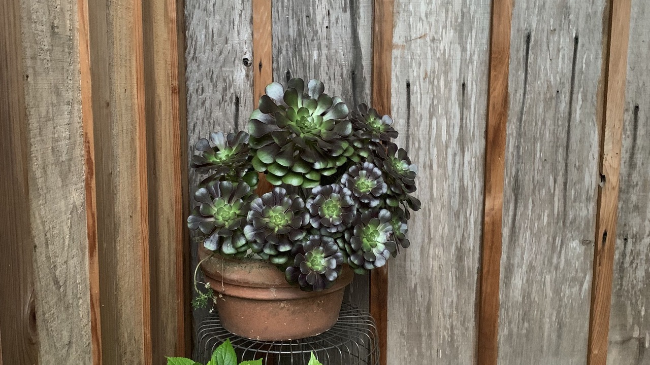 Photo of Outdoor in Bolinas