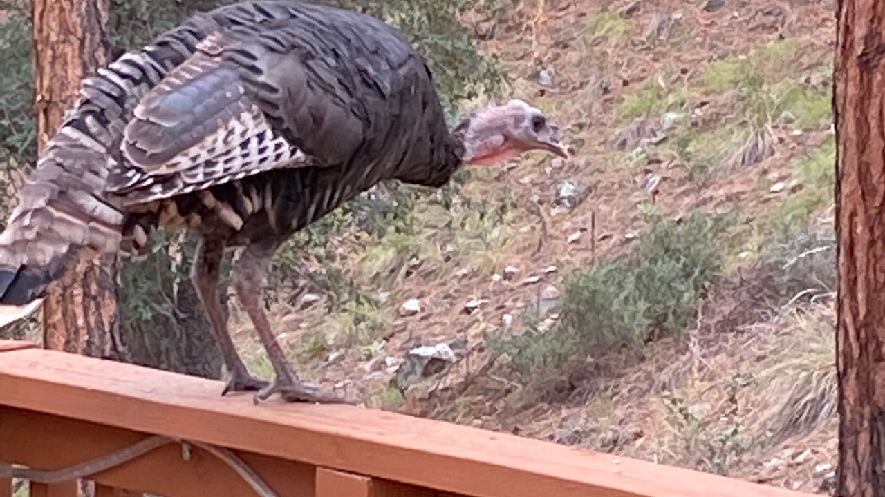 Photo of Others in Ponderosa Park