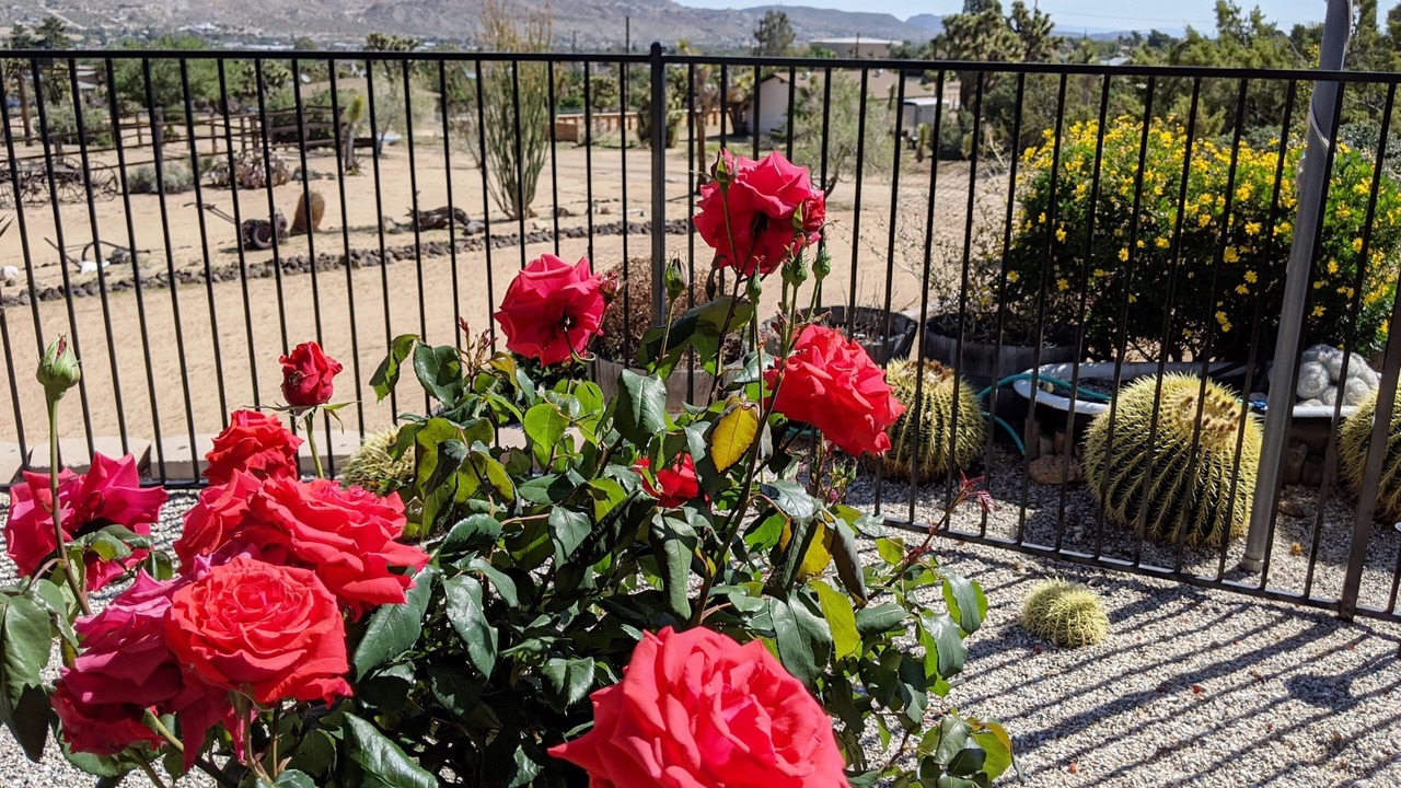 Photo of Others in Yucca Valley