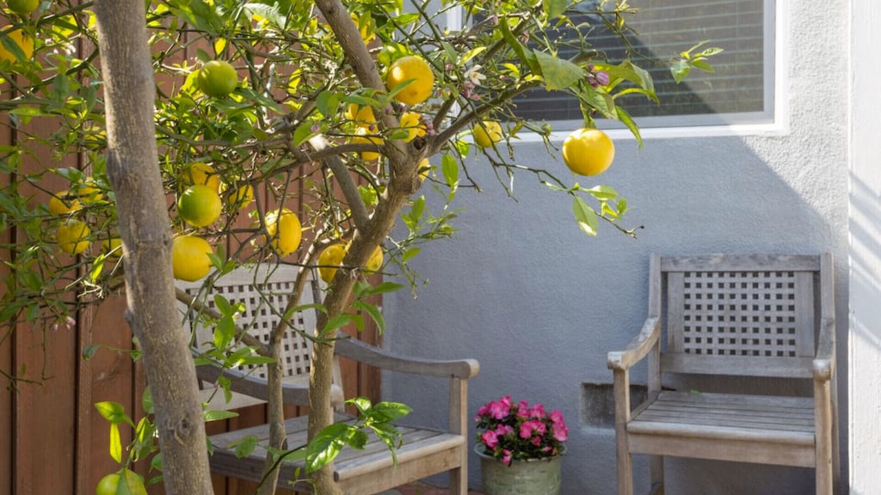 Photo of Patio Balcony in Stanford