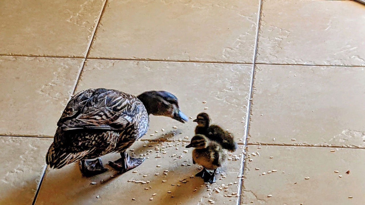 Photo of Others in Mesa