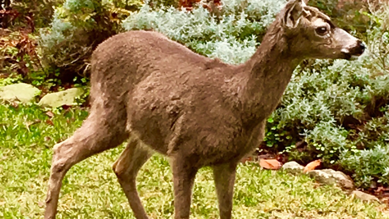 Photo of Others in Mill Valley