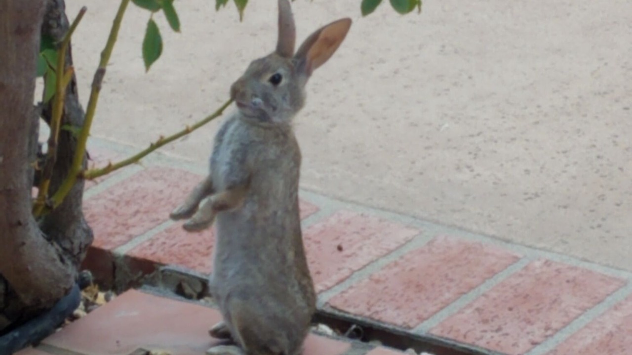 Photo of Others in Santa Ynez