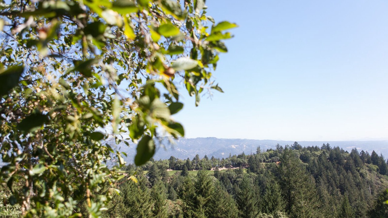 Photo of Others in St. Helena