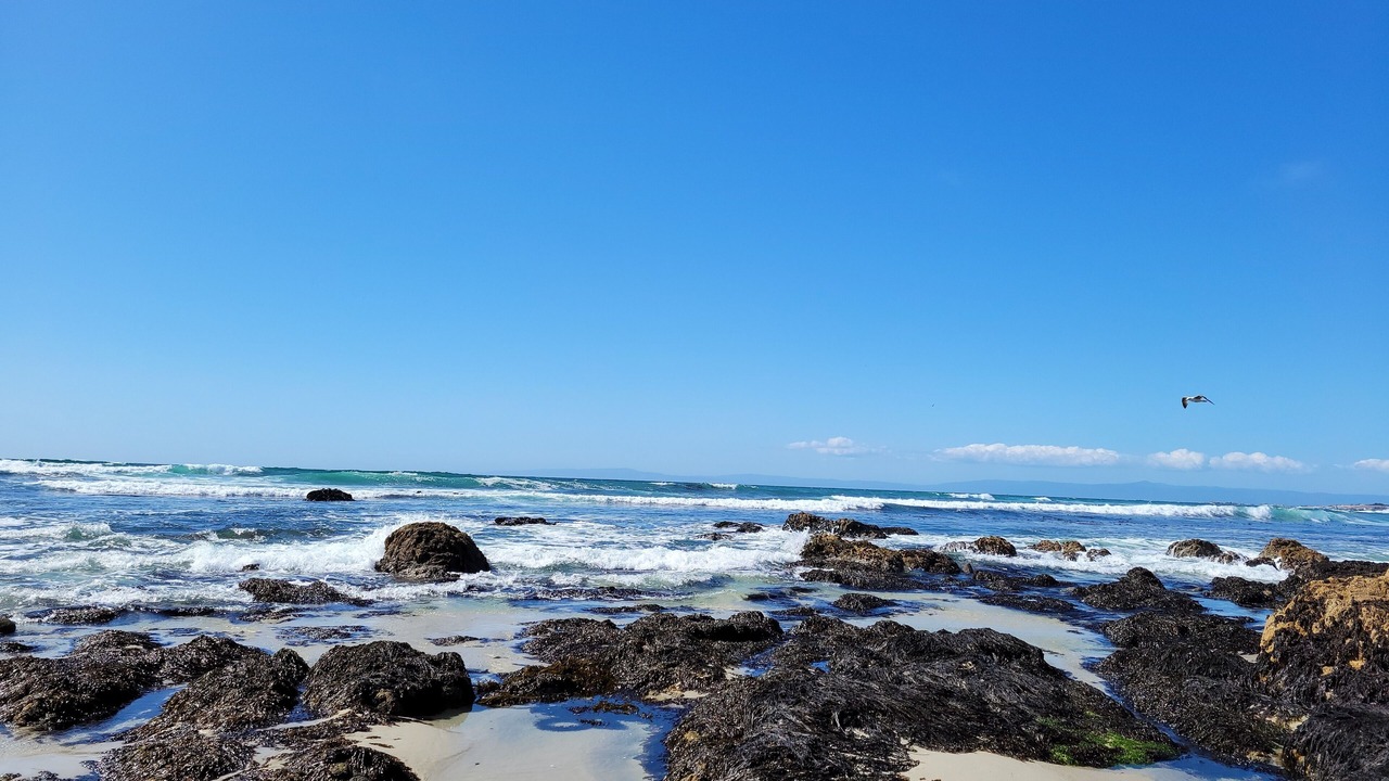 Photo of Others in Monterey