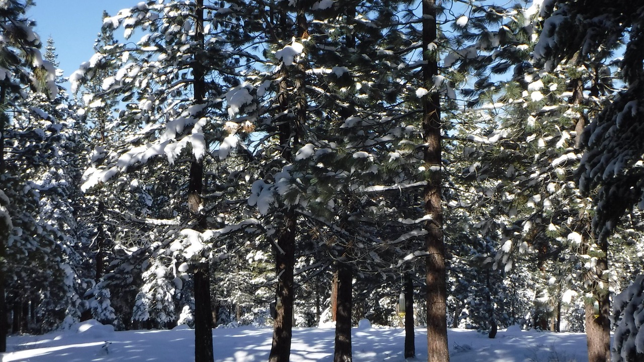 Photo of Others in Truckee