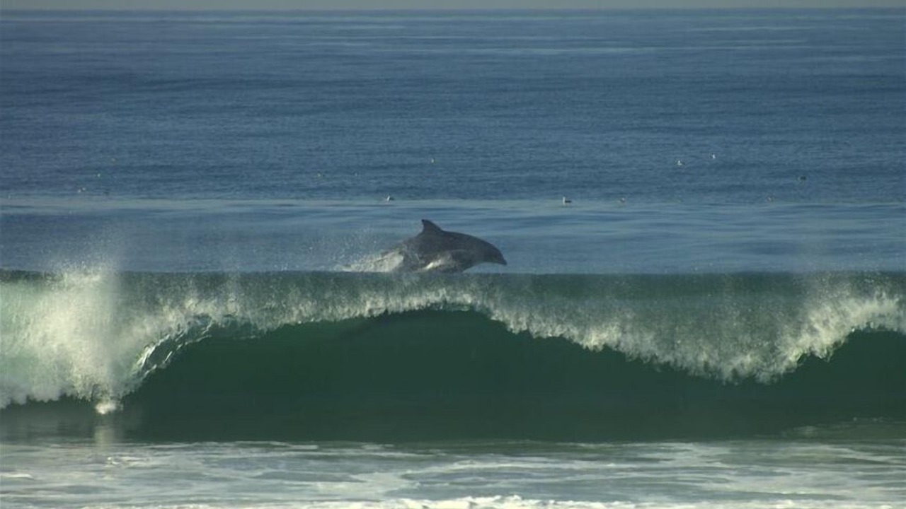 Photo of Others in Mission Beach