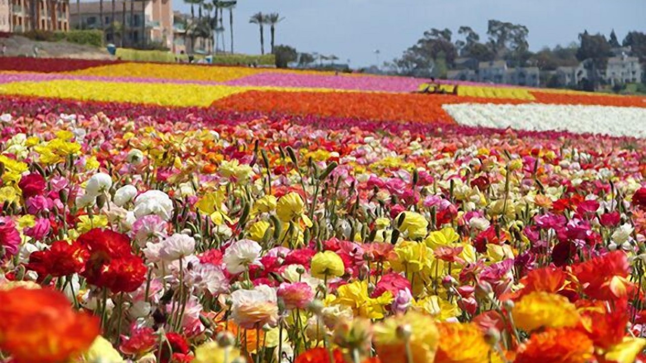 Photo of Others in Carlsbad Village