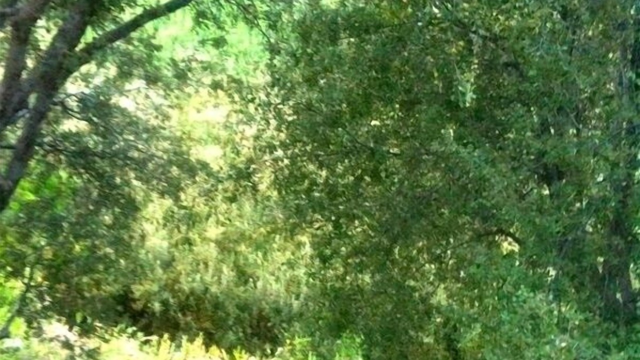 Photo of Others in Pine Mountain Club
