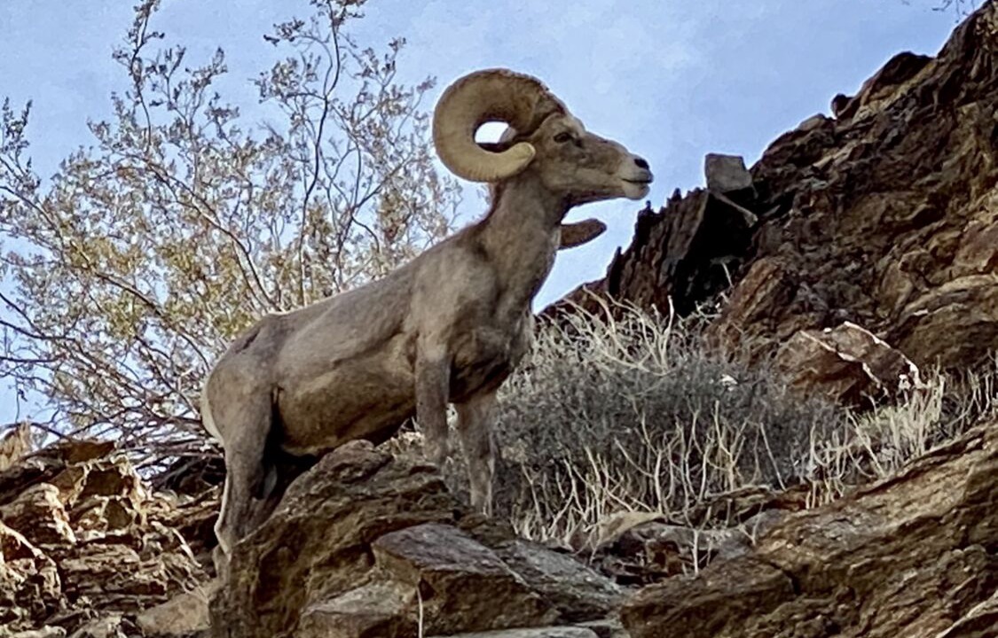 Photo of Outdoor in Palm Desert