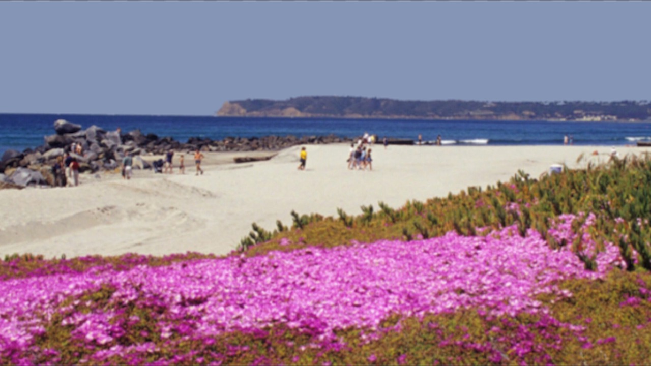 Photo of Others in Coronado