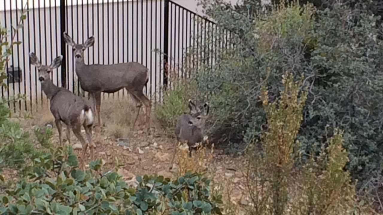 Photo of Others in Prescott