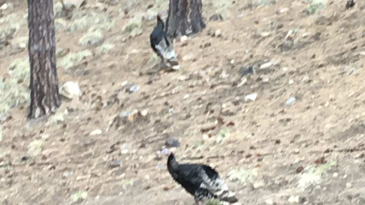 Photo of Others in Prescott