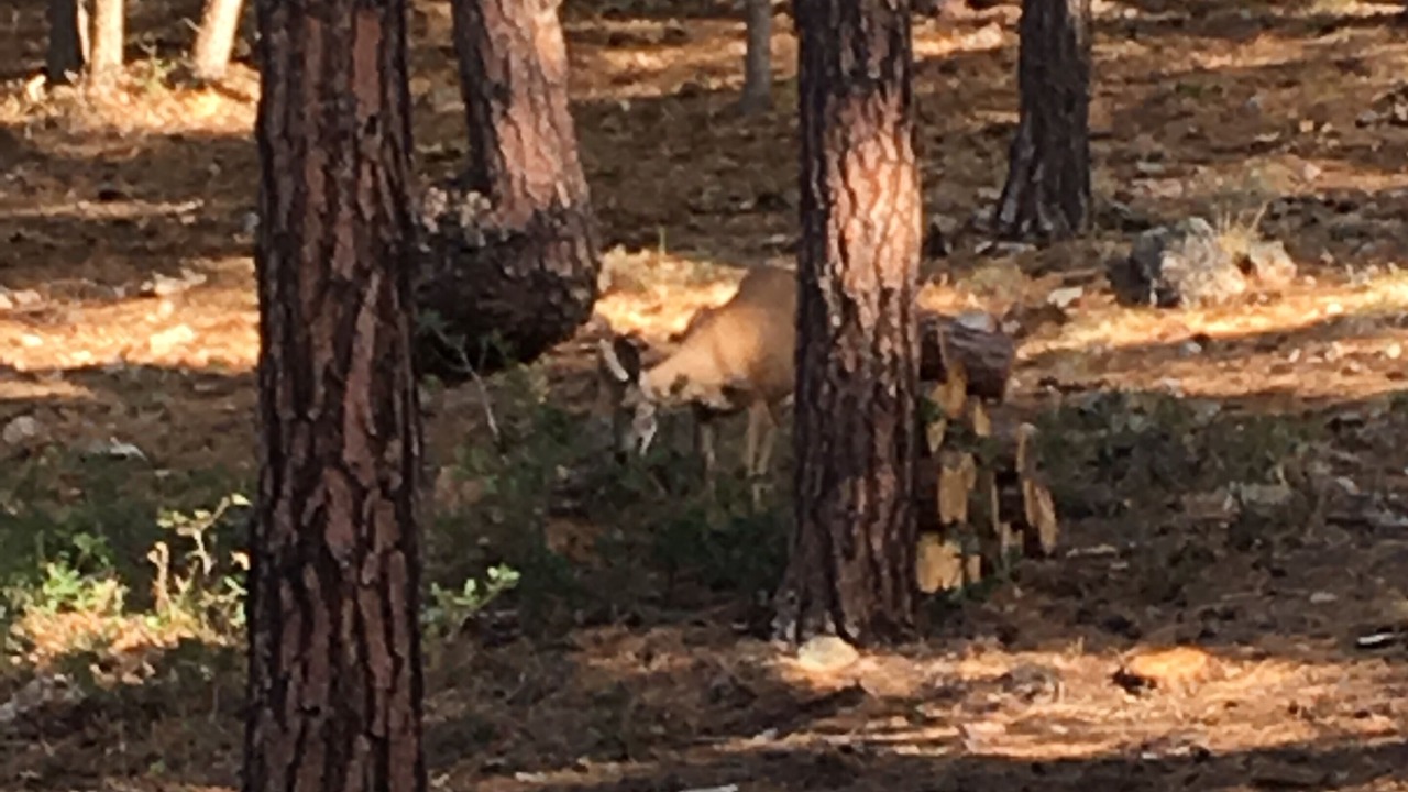 Photo of Others in Prescott