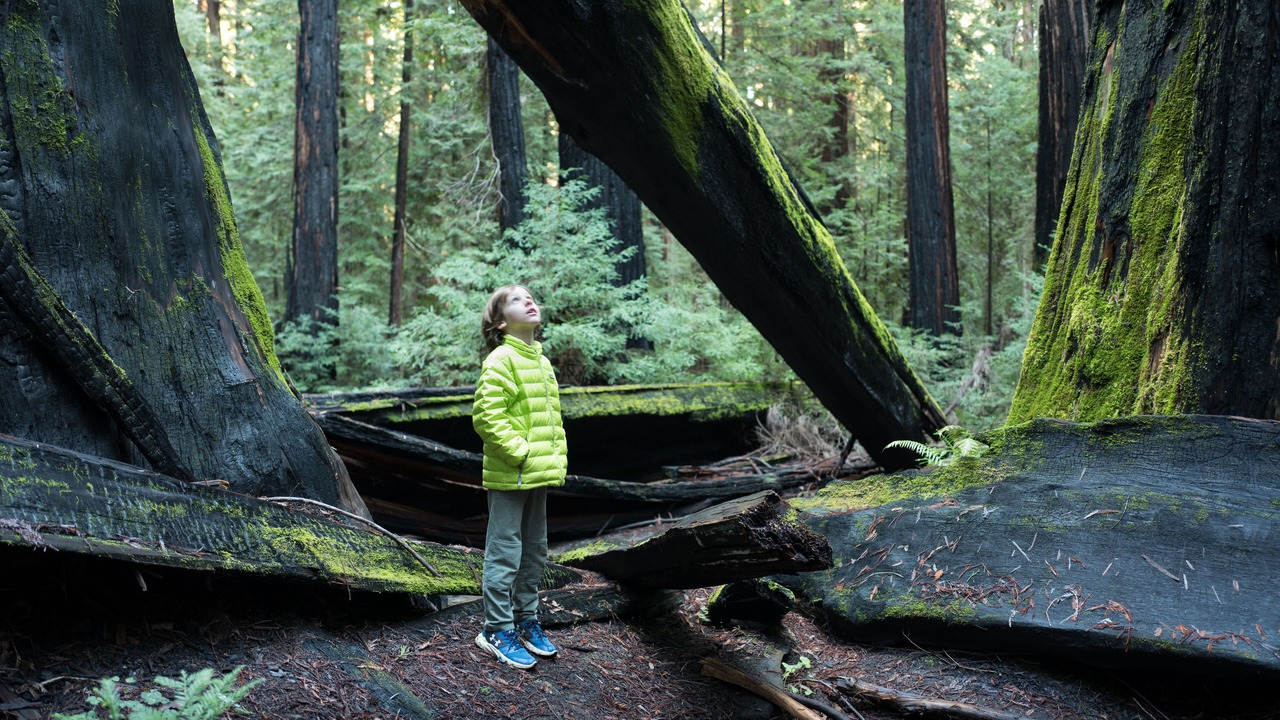 Photo of Others in Redwood Valley