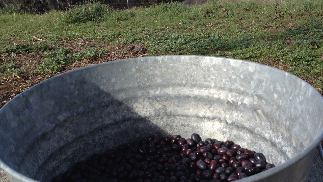 Photo of Outdoor in Redwood Valley