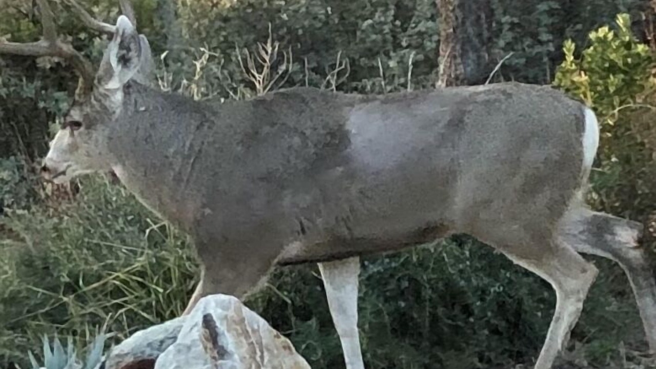 Photo of Others in Prescott