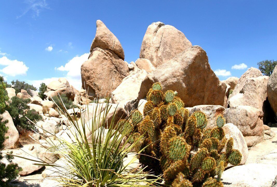 Photo of Others in Yucca Valley
