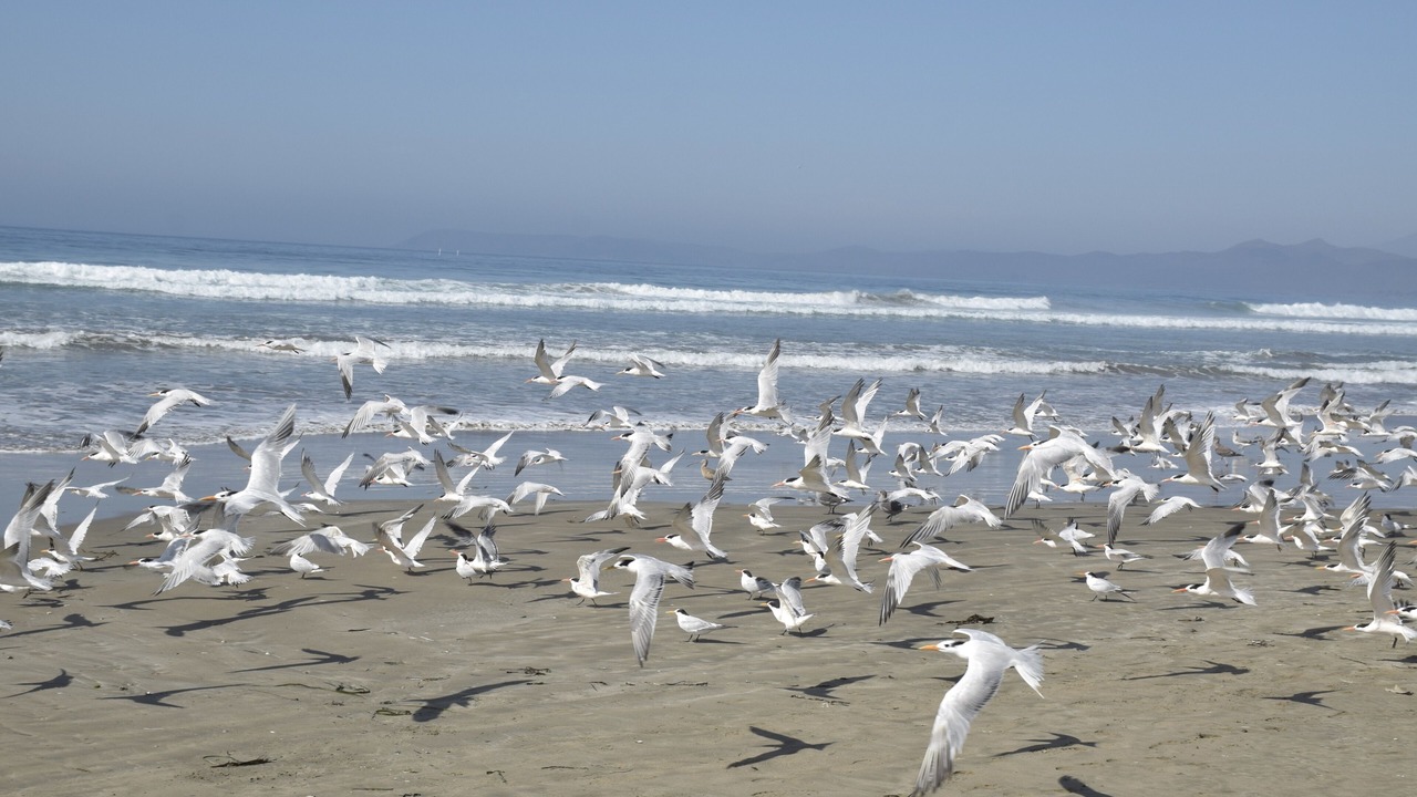 Photo of Others in Morro Bay