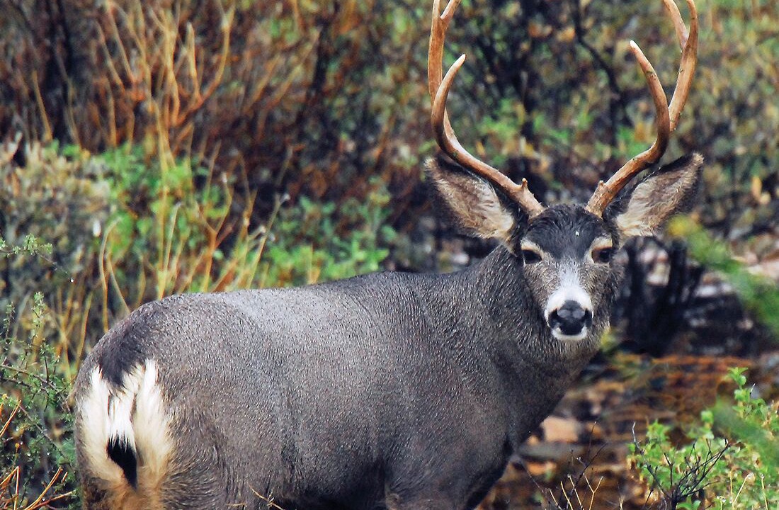 Photo of Others in Prescott