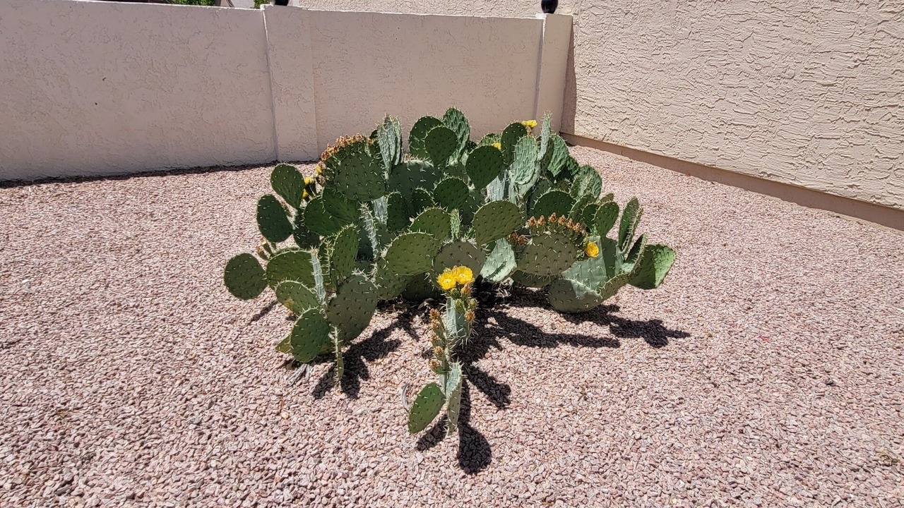 Photo of Others in Sun Lakes