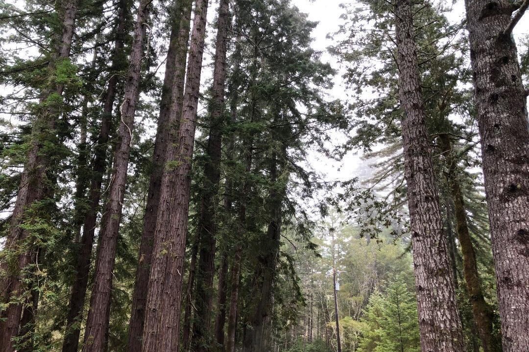 Photo of Outdoor in Gualala