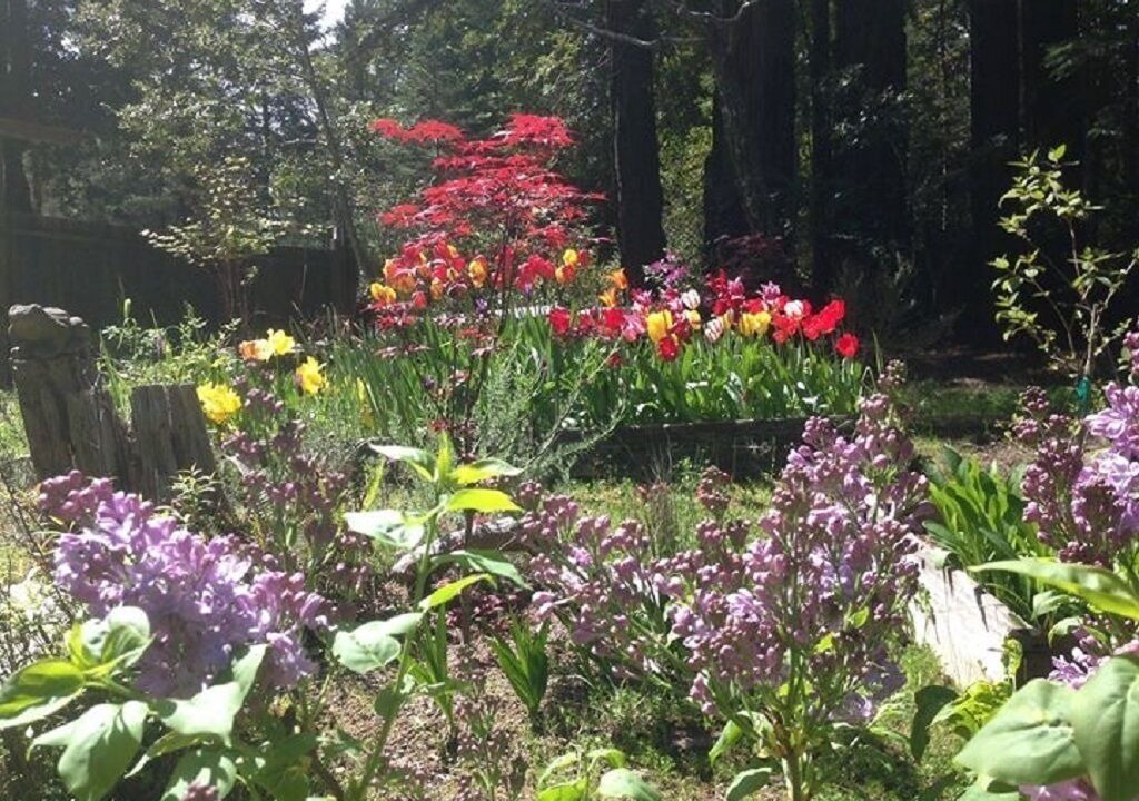Photo of Outdoor in Gualala